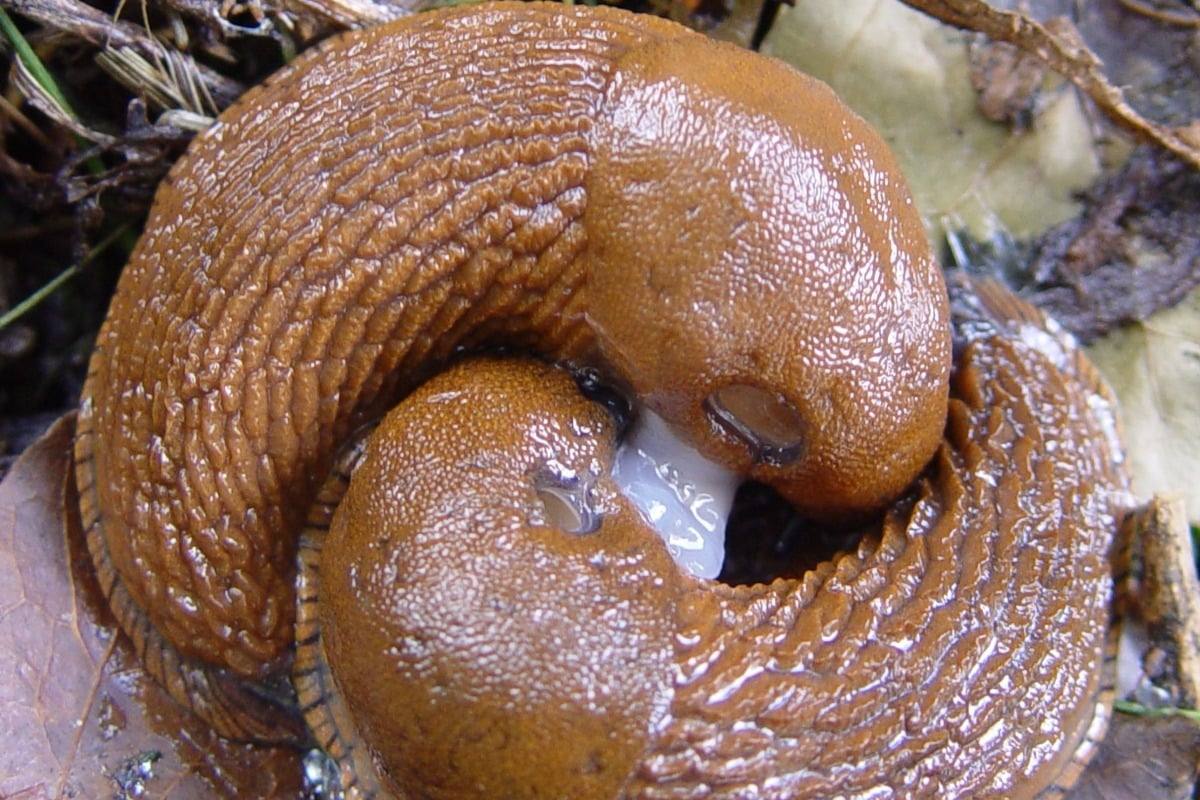 Twee parende Spaanse wegslakken (Arion vulgaris).