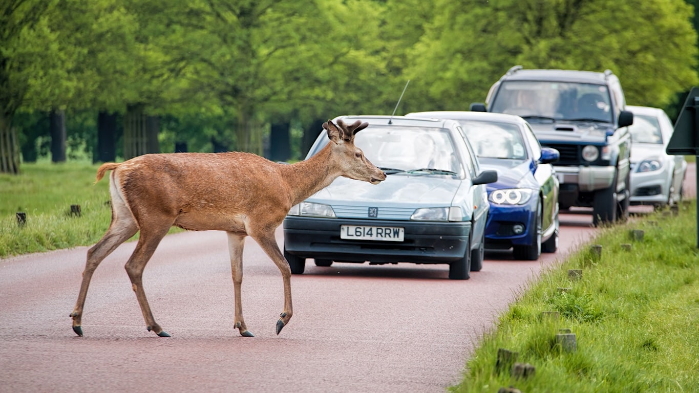 Juist in deze weken schieten er vaker herten en zwijnen de weg op