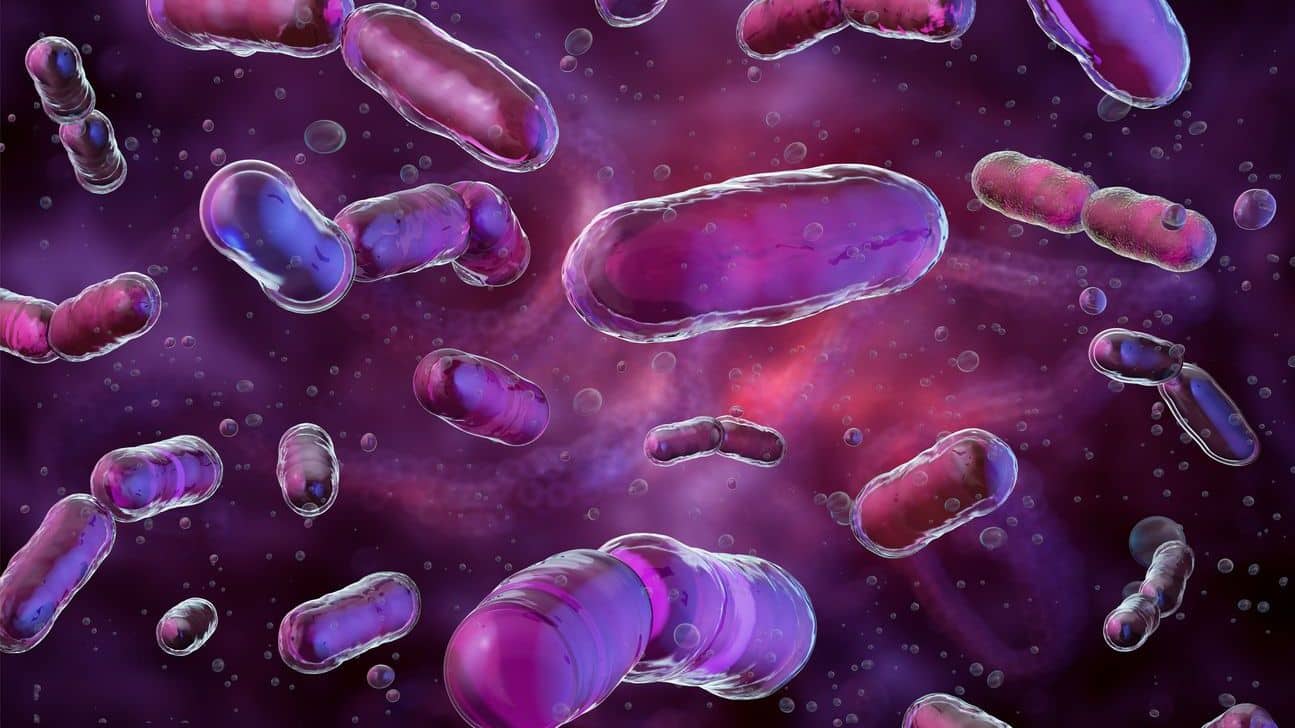 paarse bacterien
