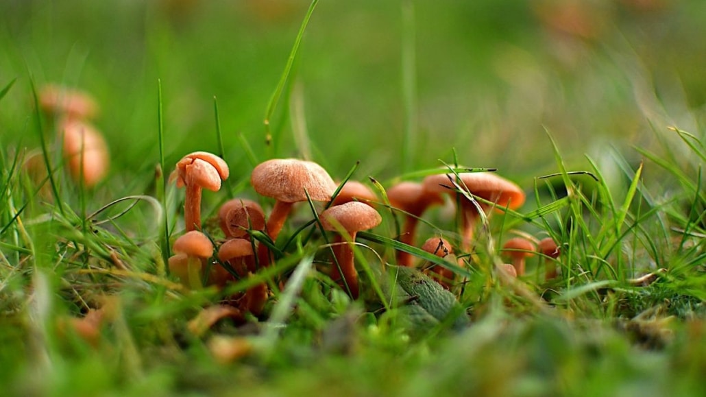 paddenstoelen in een gazon