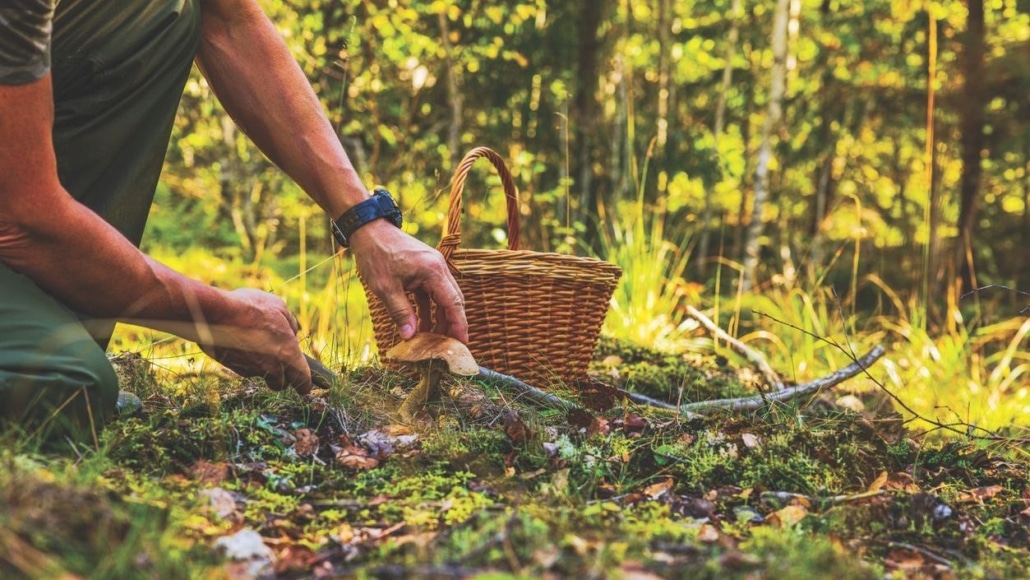 paddenstoelen plukken
