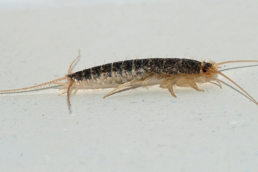 Close-up van een papiervisje (Ctenolepisma longicaudata), herkenbaar aan lange antennes en staartdraden.