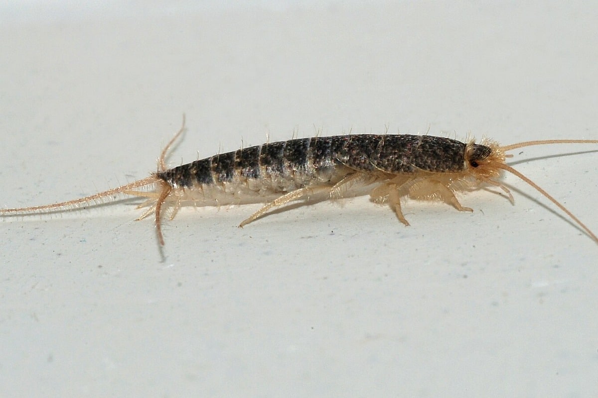 Close-up van een papiervisje (Ctenolepisma longicaudata), herkenbaar aan lange antennes en staartdraden.