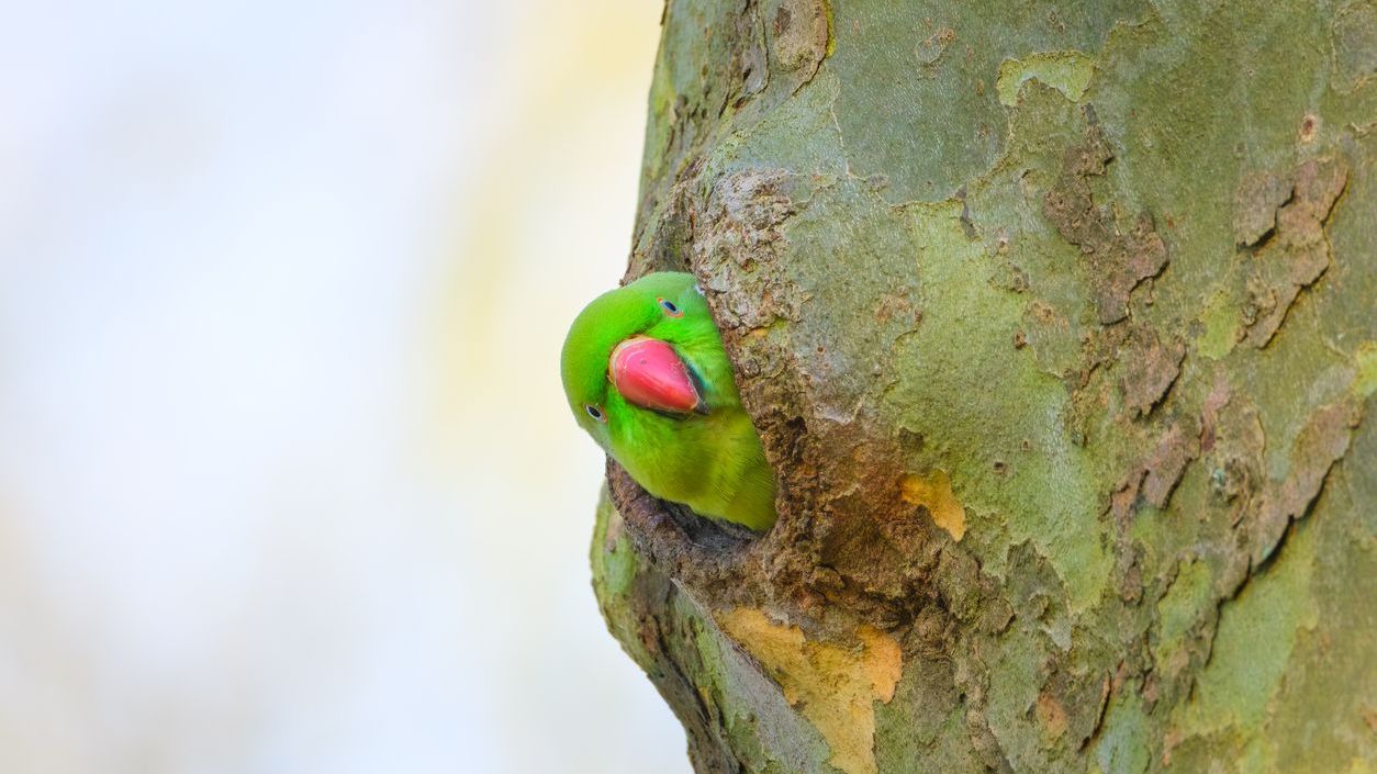 parkiet