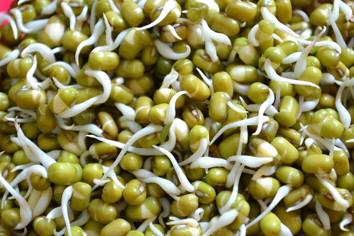 Close-up van mungboonkiemen (taugé).