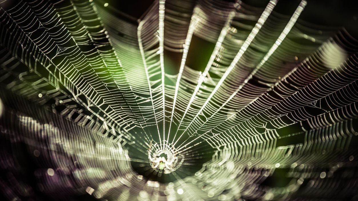 spinnenweb