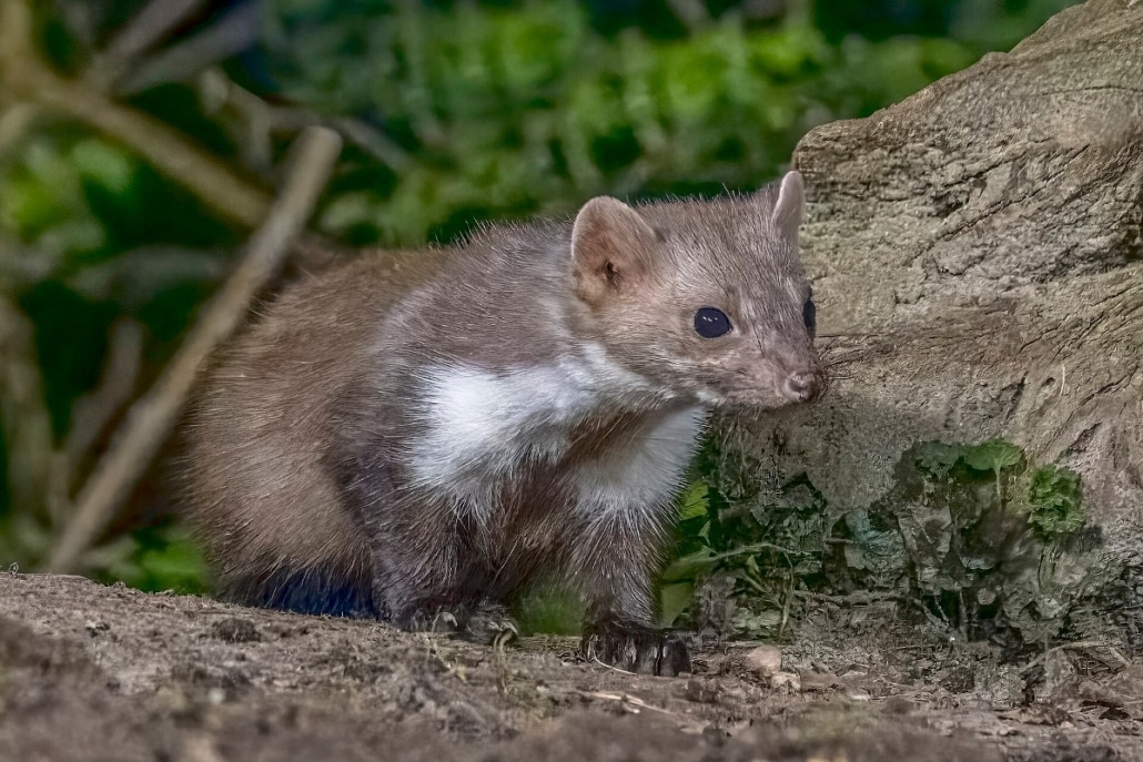 Een steenmarter (Martes foina), gefotografeerd in Drenthe, Nederland.