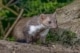 Een steenmarter (Martes foina), gefotografeerd in Drenthe, Nederland.